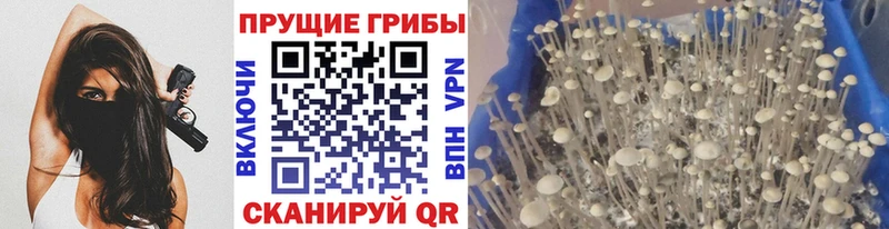это формула купить ссылка на мегу ссылки Шарья Псилоцибиновые грибы Cubensis